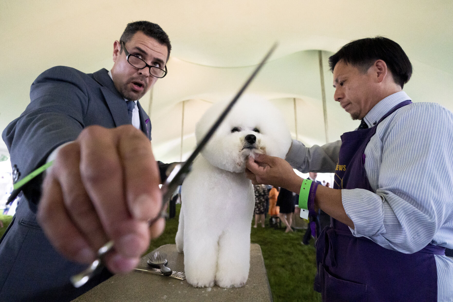 Westminster Dog Show